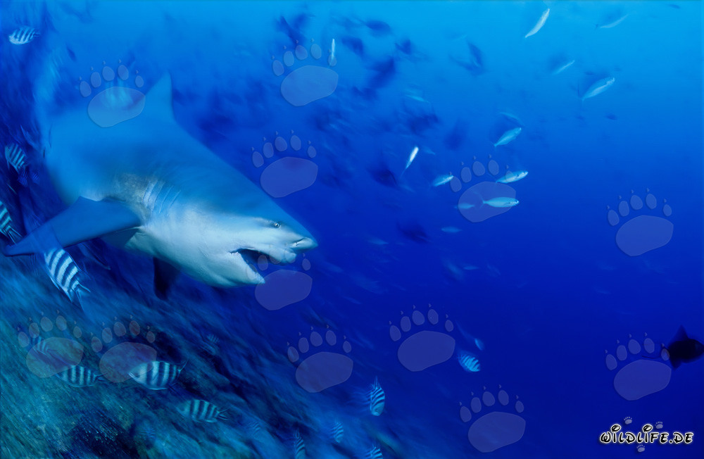 Tiburón toro - majestuoso habitante marino en inmersión