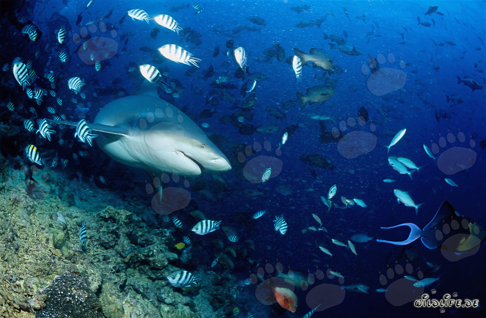 Bull shark swimming gracefully towards open water