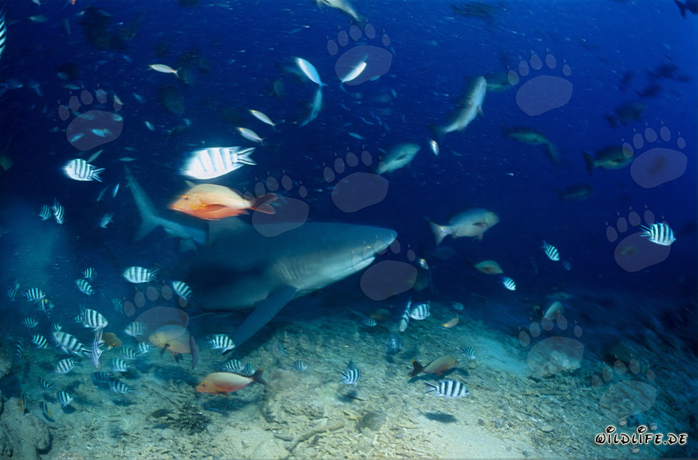 Fascinating bull shark swimming along the colorful reef