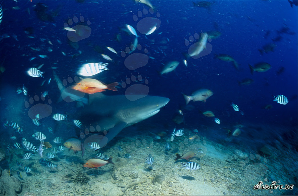 Faszinierender Bullenhai schwimmt am farbenfrohen Riff entlang