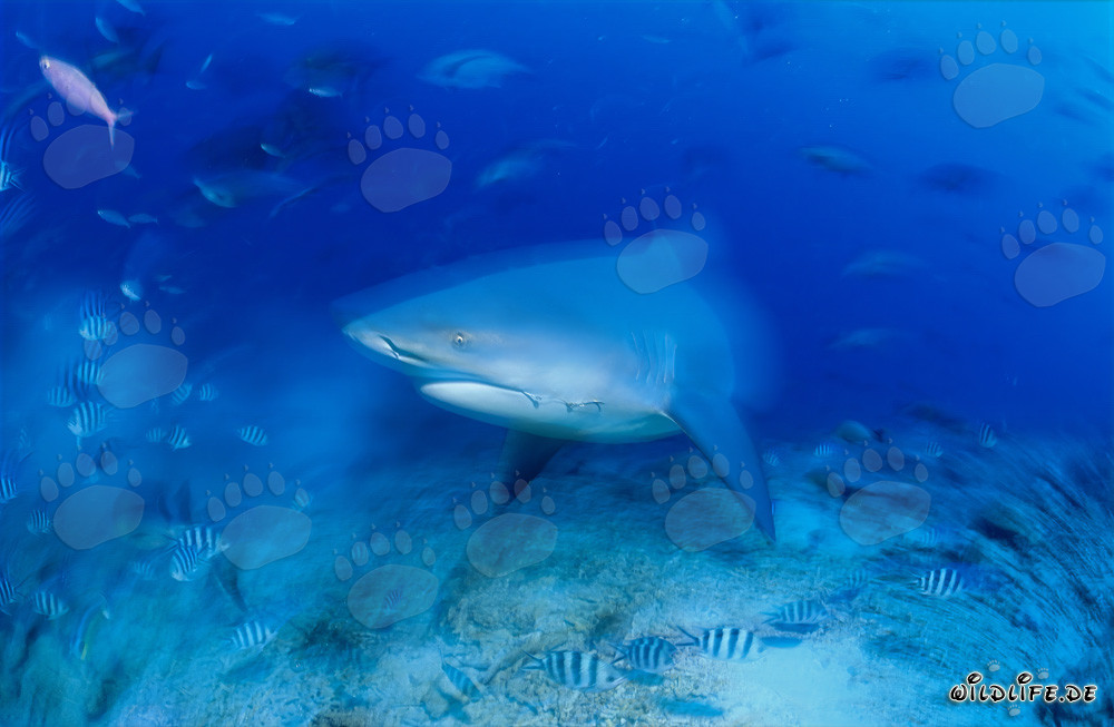 Majestic Bull Shark at the colorful reef of Beqa Lagoon, Fiji