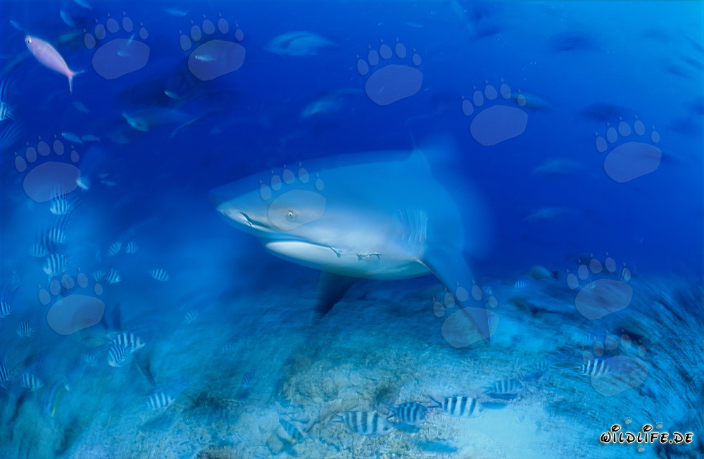 Majestätischer Bullenhai am farbenfrohen Riff von Beqa Lagoon, Fiji