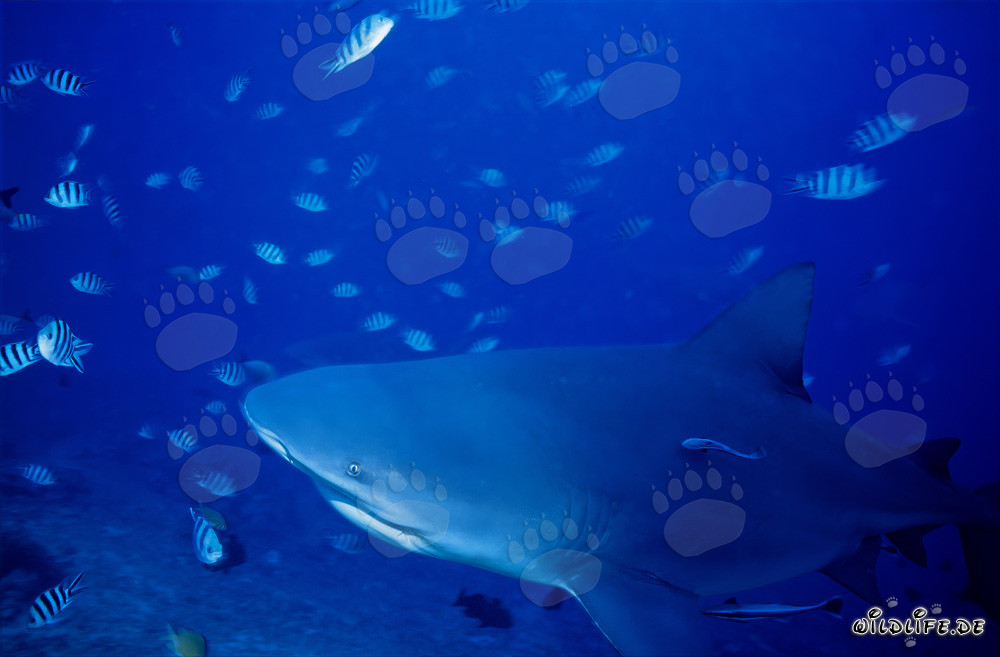 Bull Shark approaching the Reef