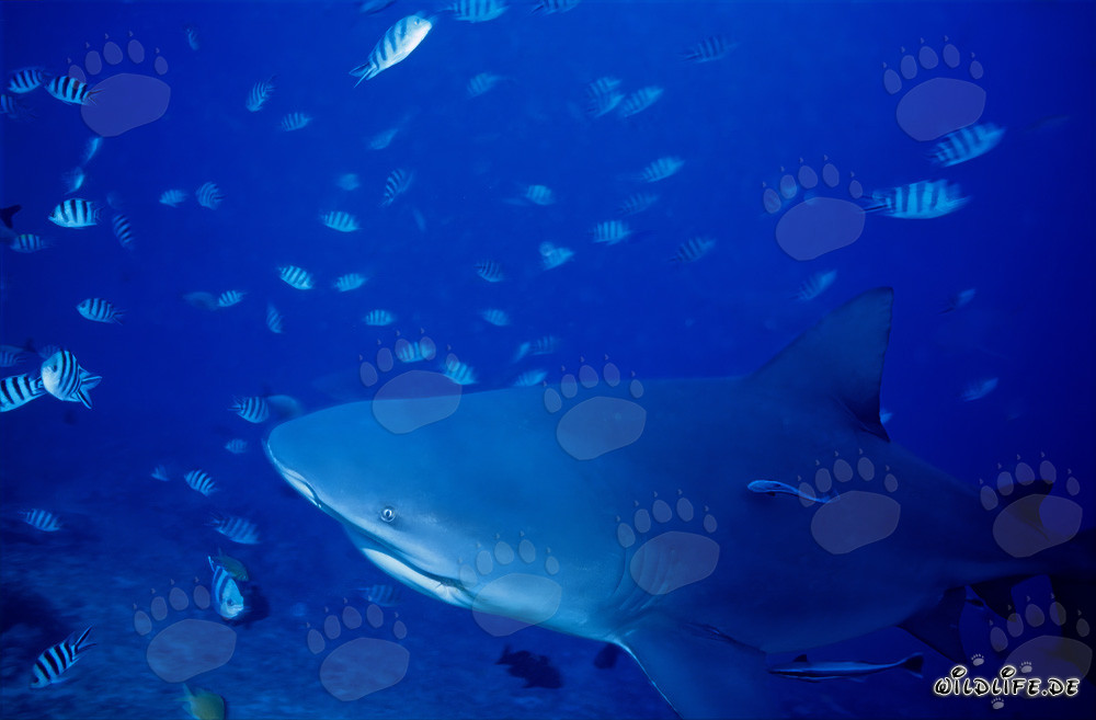 Requin taureau en route vers le récif