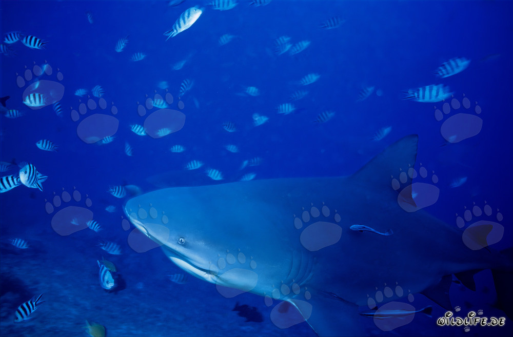 Squalo toro in viaggio verso la barriera corallina