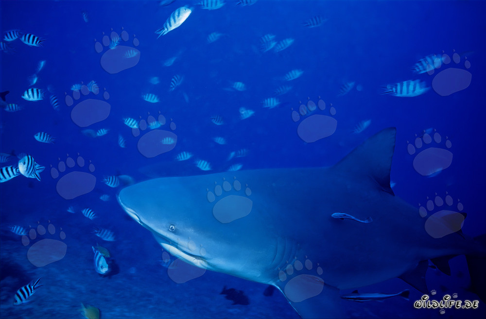 Tiburón toro en camino al arrecife
