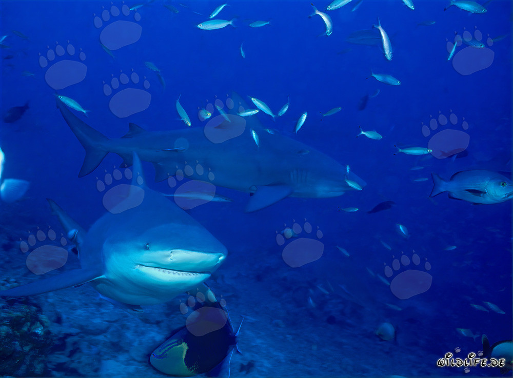 Majestic Bull Sharks on the Reef