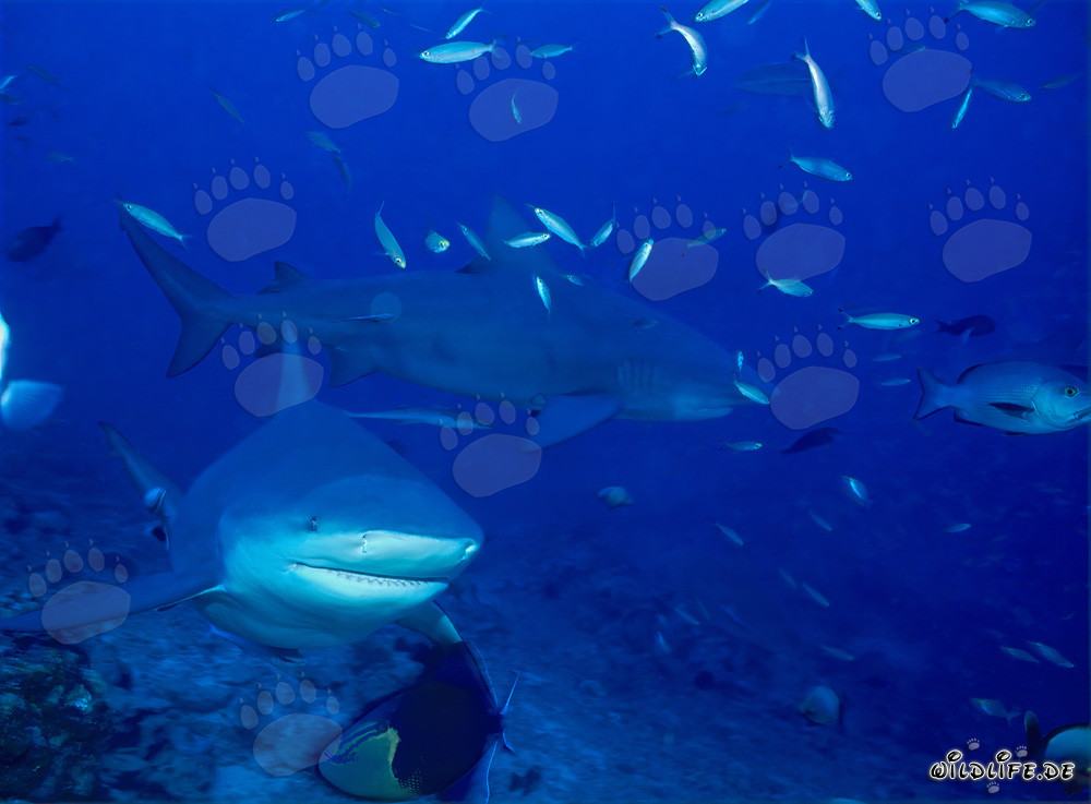 Requins-baleines majestueux sur le récif