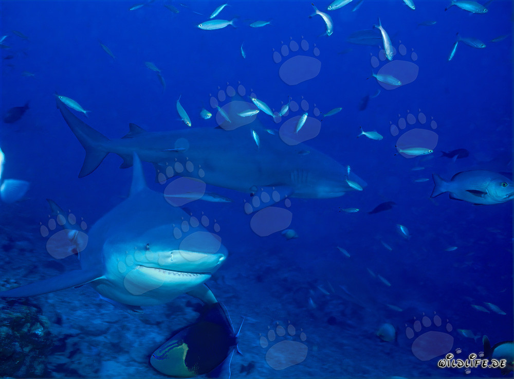Tiburones toro majestuosos en el arrecife