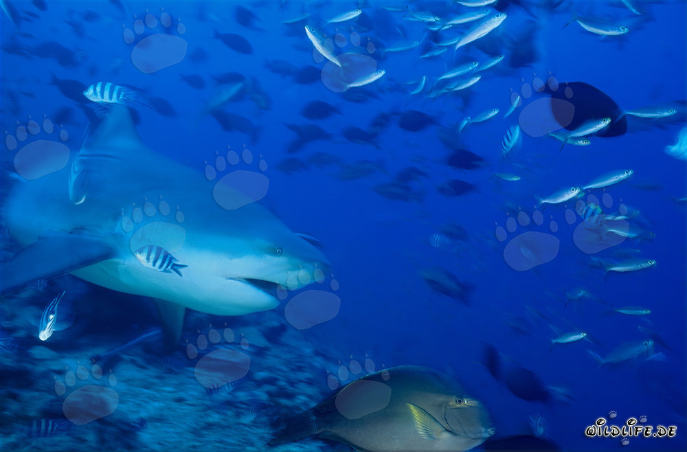 Bull shark above the reef floor