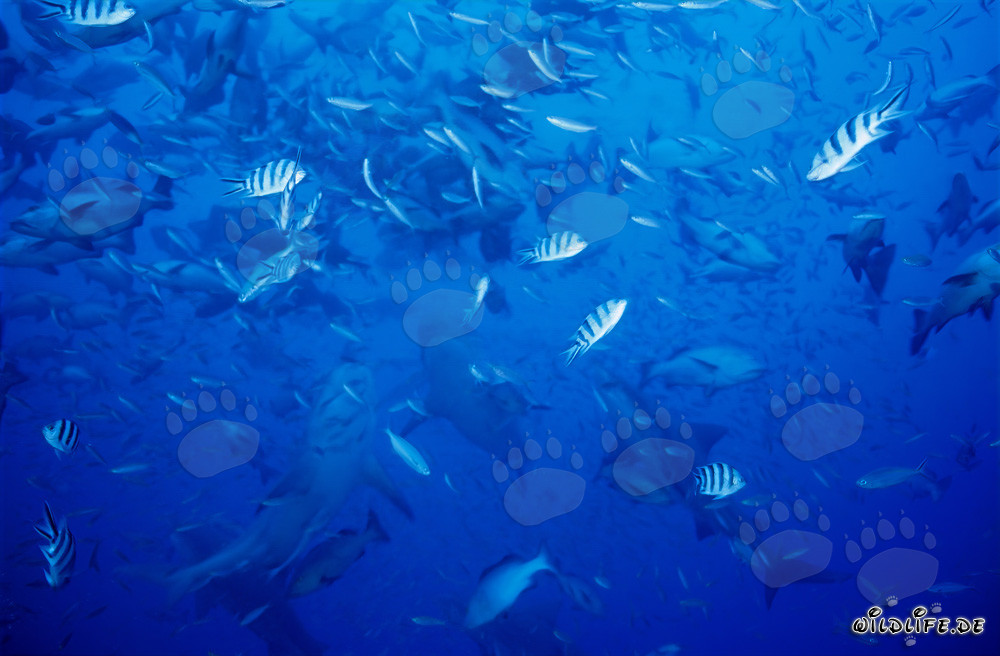 Reef fish and bull sharks off the coast of Beqa Lagoon, Fiji