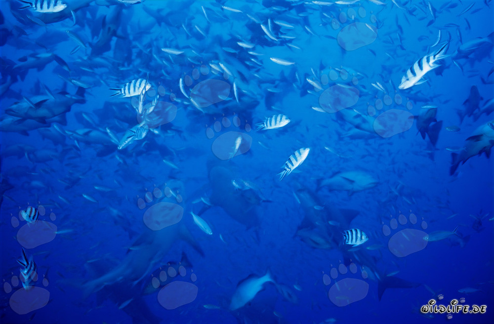 Rifffische und Bullenhaie vor der Küste von Beqa Lagoon, Fiji