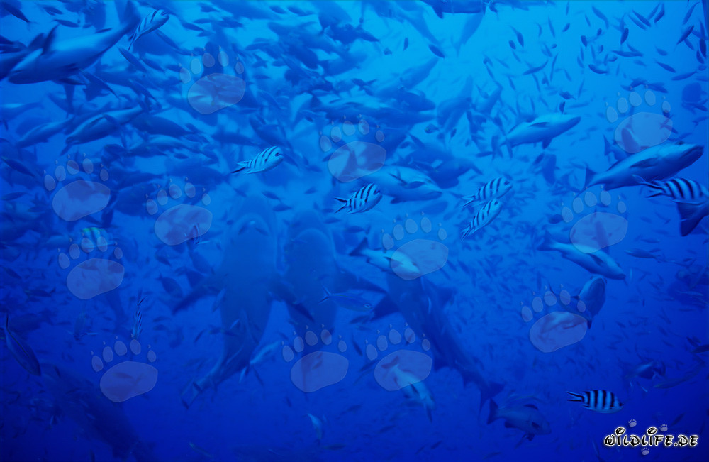 Impressive shots of vertically ascending Bull Sharks in Beqa Lagoon, Fiji