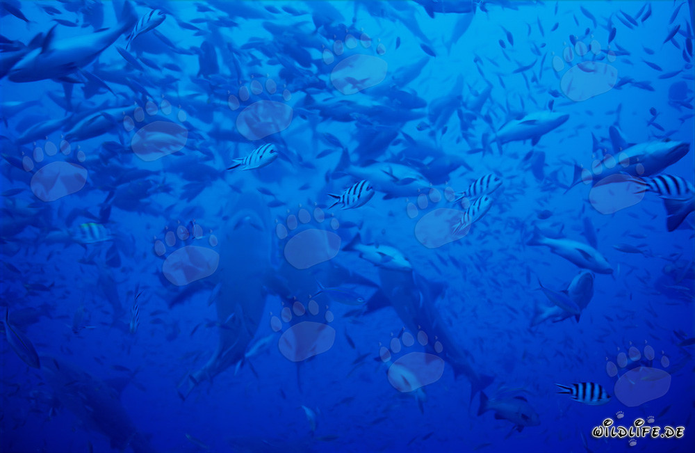Imposante Aufnahmen vertikal aufsteigender Bullenhaie in Beqa Lagoon, Fidschi