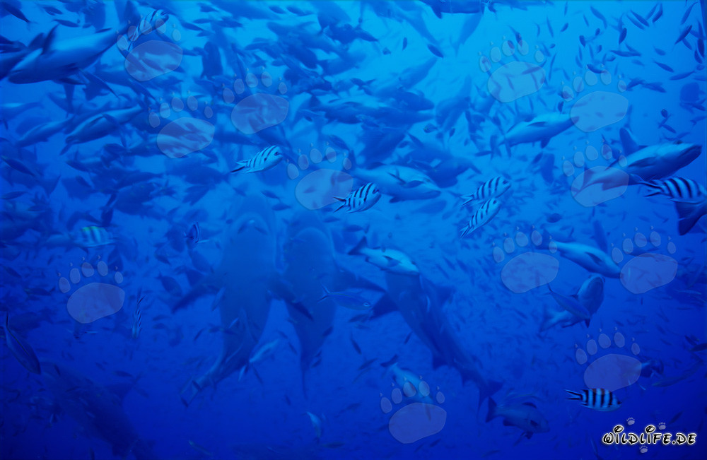 Impressionnantes images de requins taureaux montant verticalement dans le lagon de Beqa, Fidji