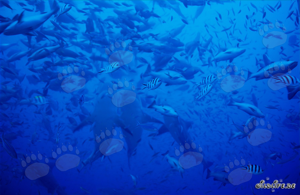 Imponenti immagini di squali toro che si alzano verticalmente nel lagoon di Beqa, Figi