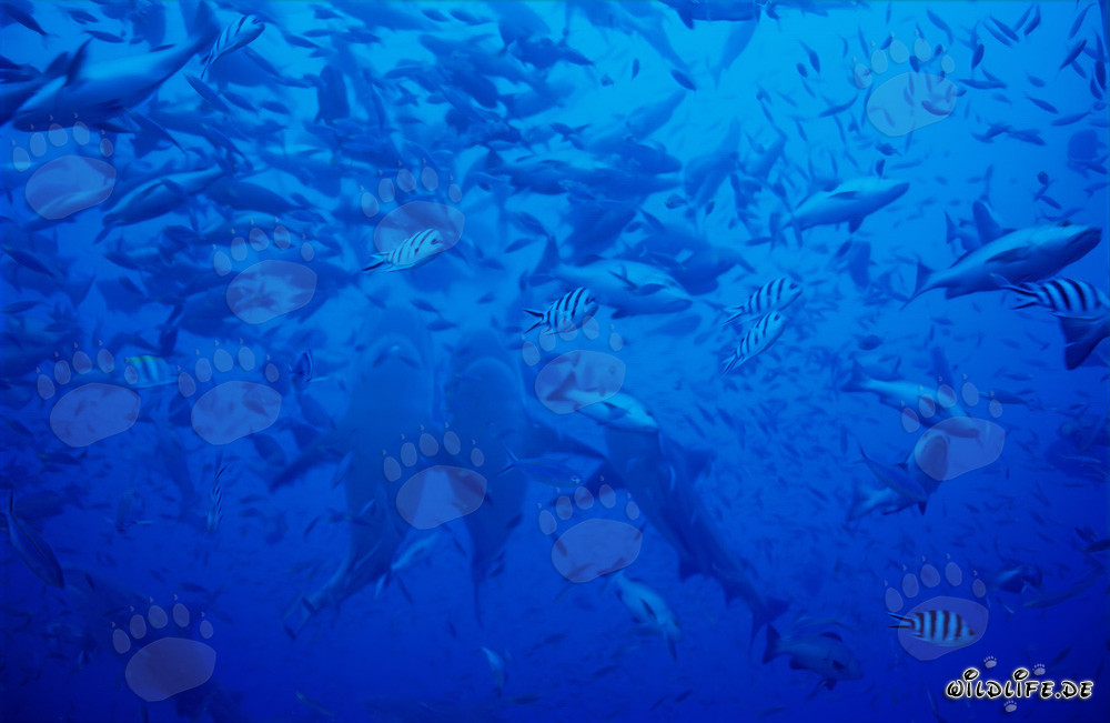Impresionantes imágenes de tiburones toro ascendiendo verticalmente en el lagoon de Beqa, Fiyi
