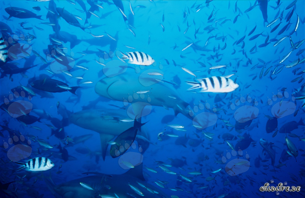Fascinating Bull Sharks in Beqa Lagoon, Fiji