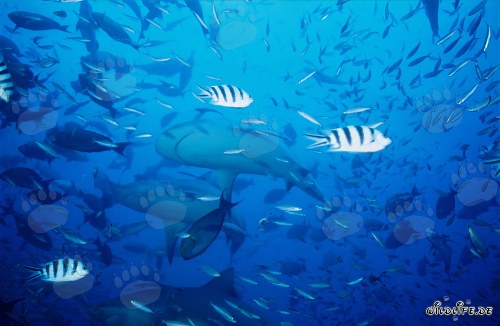 Faszinierende Bullenhaie in Beqa Lagoon, Fiji
