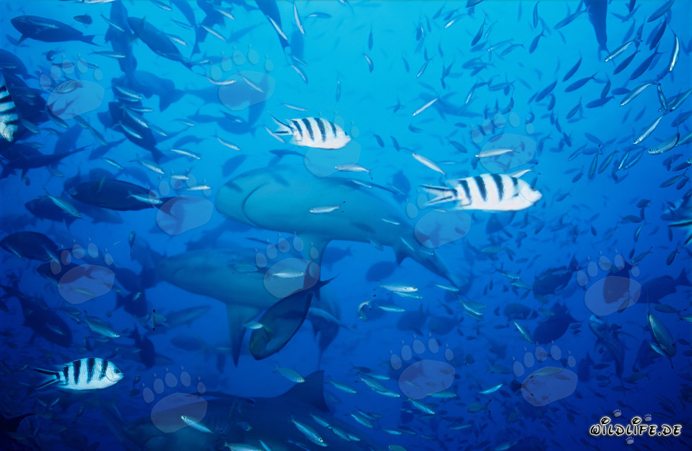 Requins-taureaux fascinants dans le lagon de Beqa, Fidji
