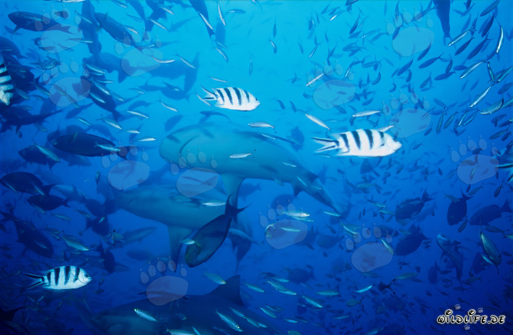 Affascinanti squali toro nel lago di Beqa, Figi