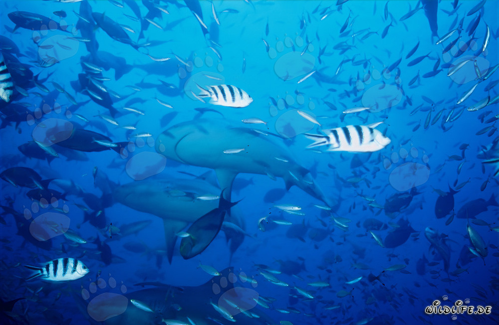 Fascinantes tiburones toro en el lago Beqa, Fiji