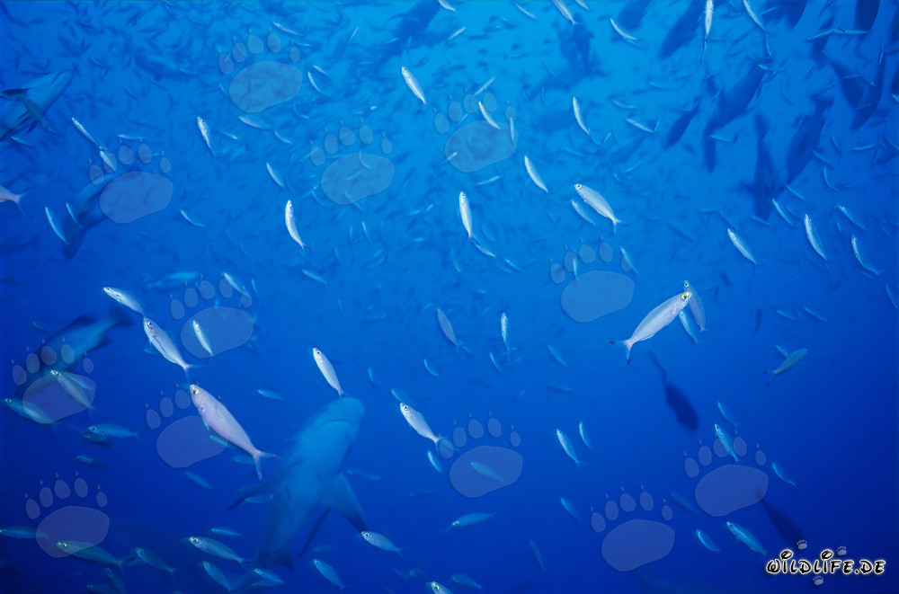 Bull shark in fish concentration