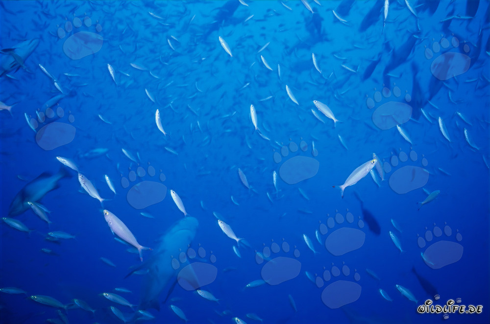 Requin taureau dans un banc de poissons