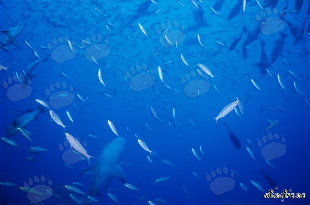 Squalo toro in un banco di pesci