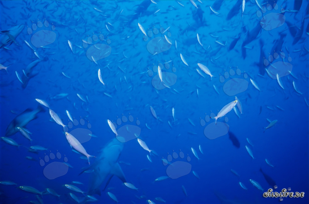 Tiburón toro en un banco de peces