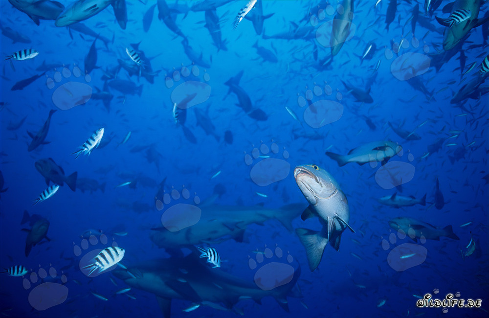 Majestic bull sharks surrounded by schools of fish