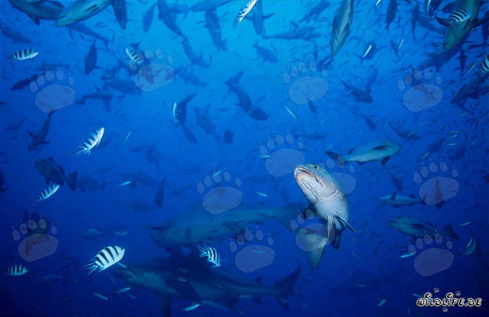 Imposante Bullenhaie umgeben von Fischschwärmen
