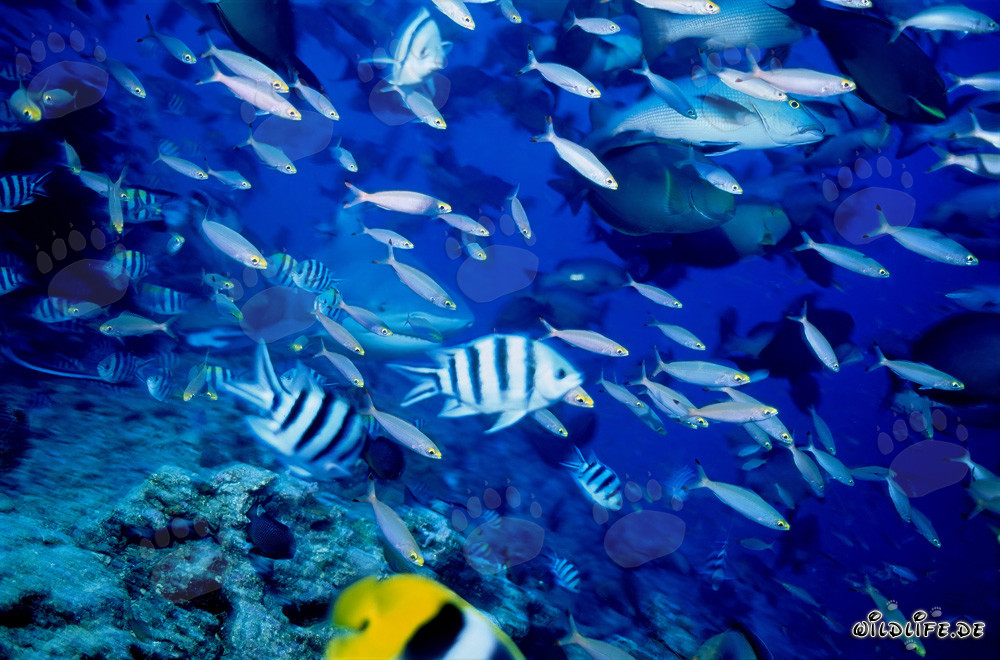Bull Shark surrounded by a variety of reef fishes