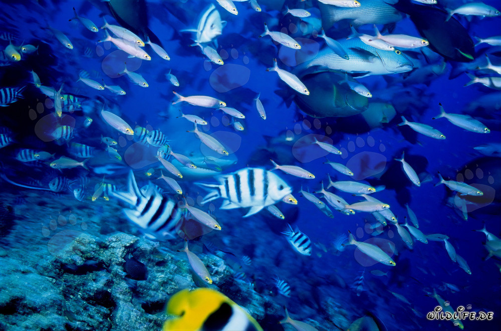 Requin bouledogue entouré d'une variété de poissons de récif