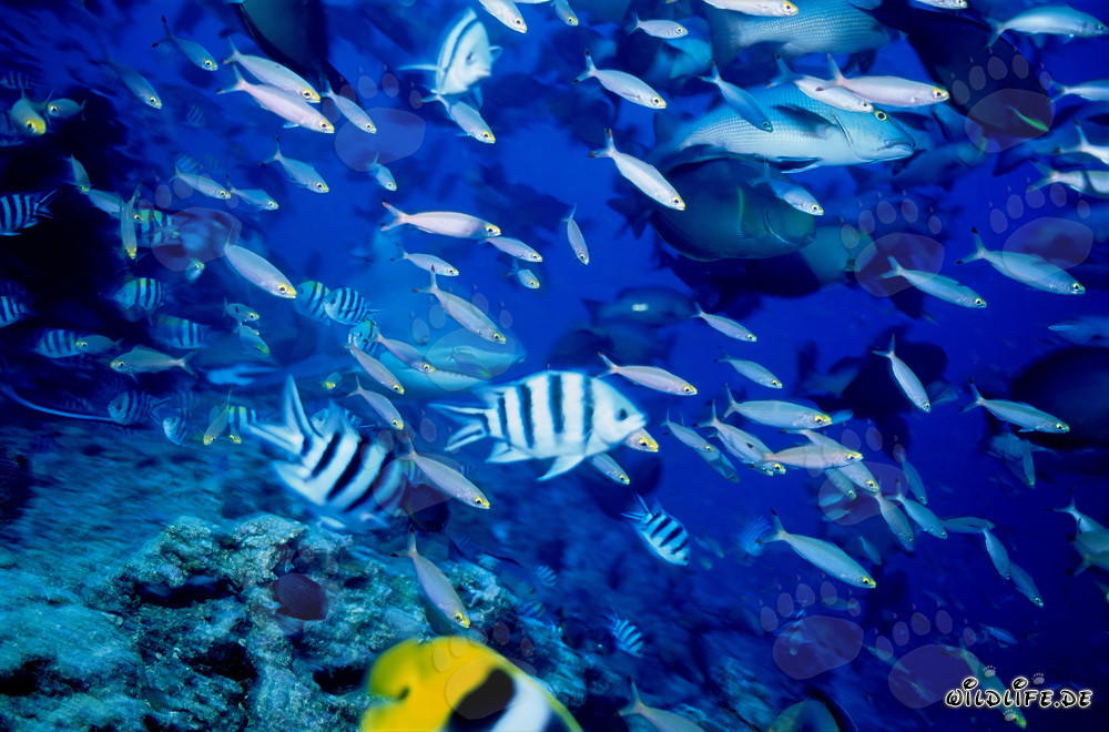 Squalo toro circondato da una varietà di pesci di barriera corallina