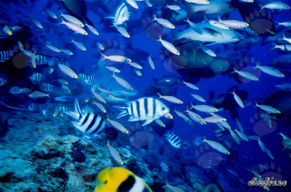 Tiburón toro rodeado de una variedad de peces de arrecife