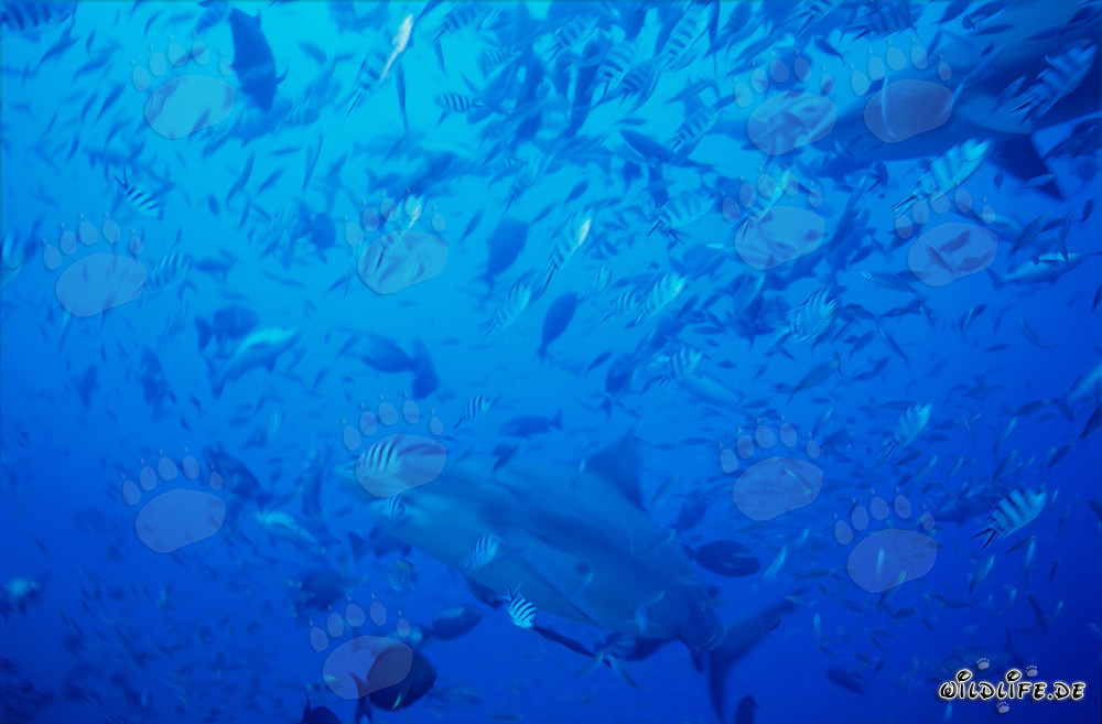 Majestic bull sharks swimming in a fish concentration