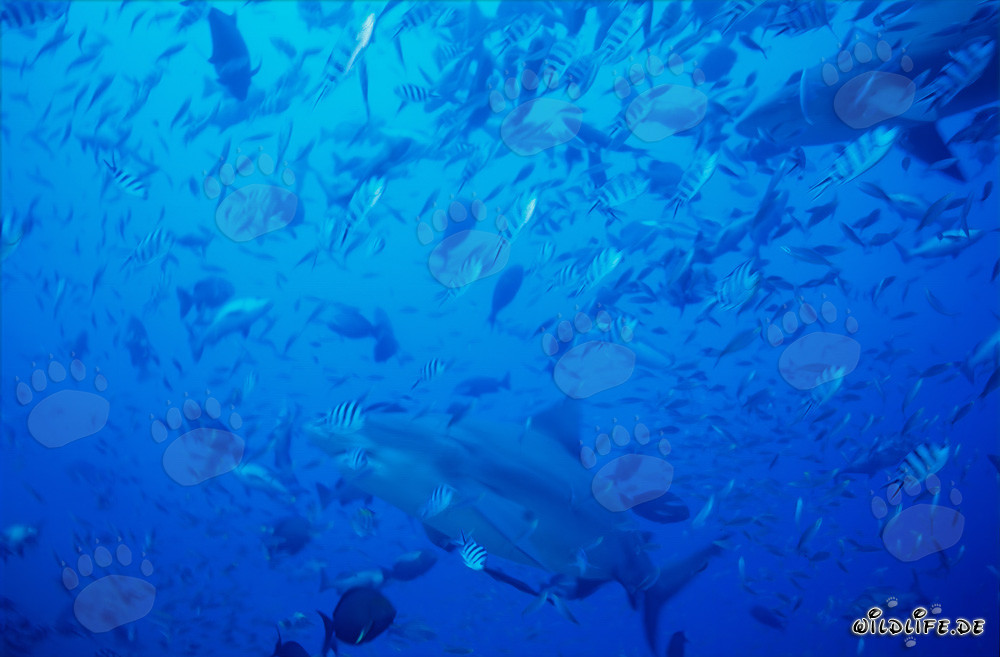 Majestätische Bullenhaie schwimmen durch eine Fischkonzentration