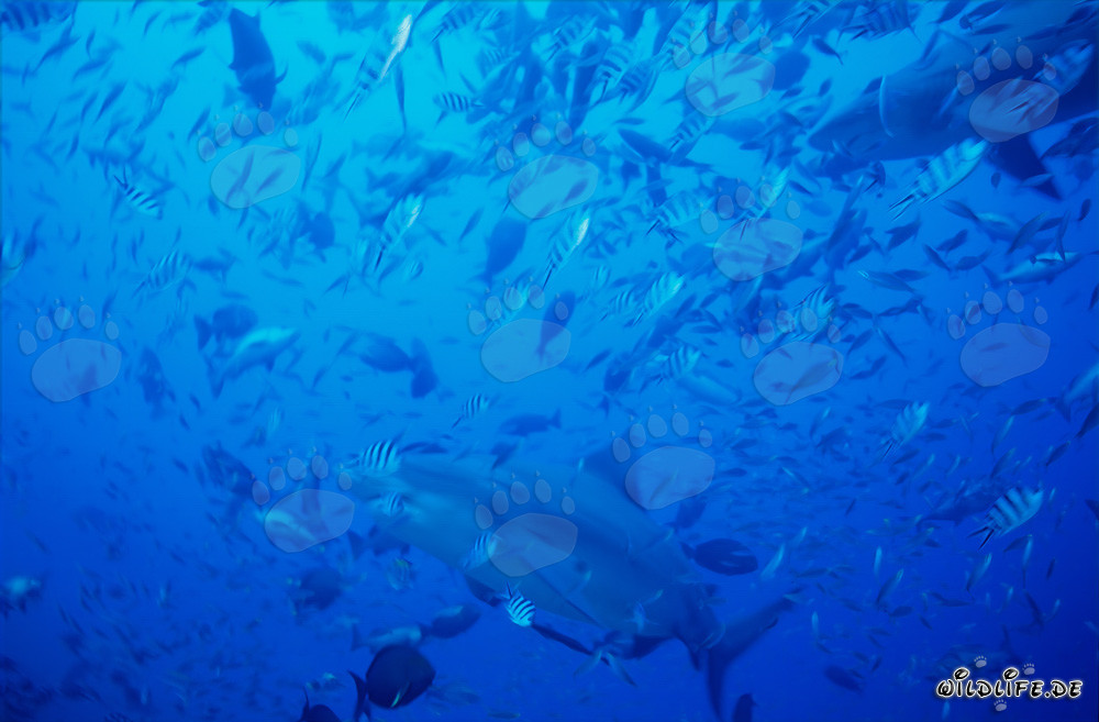 Maestosi squali toro nuotano attraverso una concentrazione di pesci