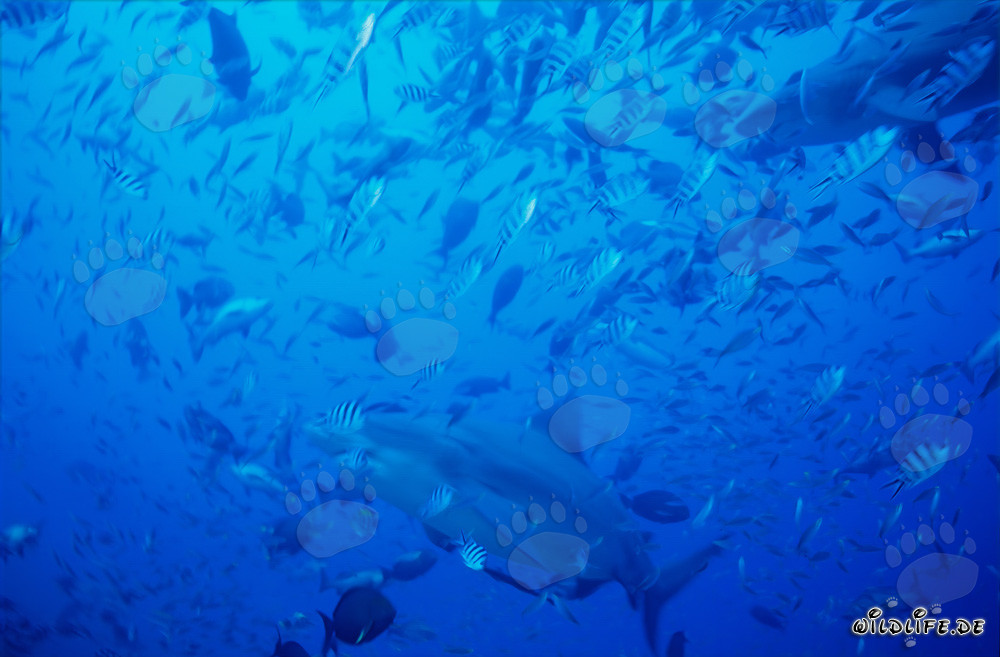 Tiburones toro majestuosos nadando a través de una concentración de peces