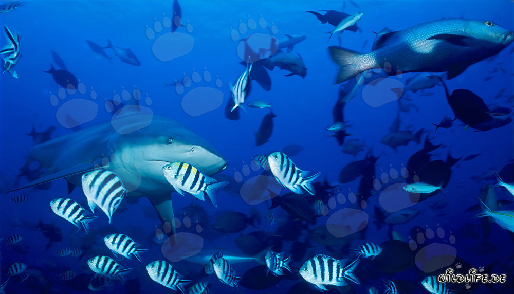 Requin taureau imposant entouré de poissons colorés de récif
