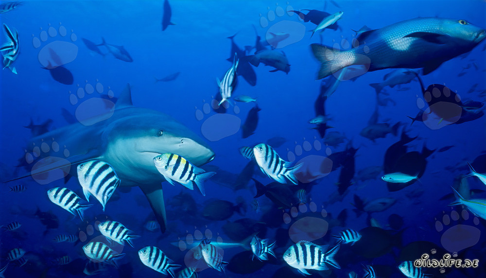 Impresionante tiburón toro rodeado de peces de arrecife coloridos