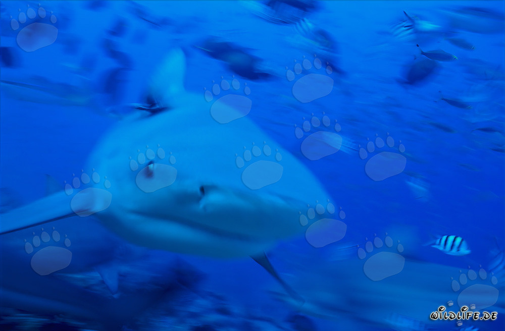Impressive bull shark swimming head-on towards the viewer