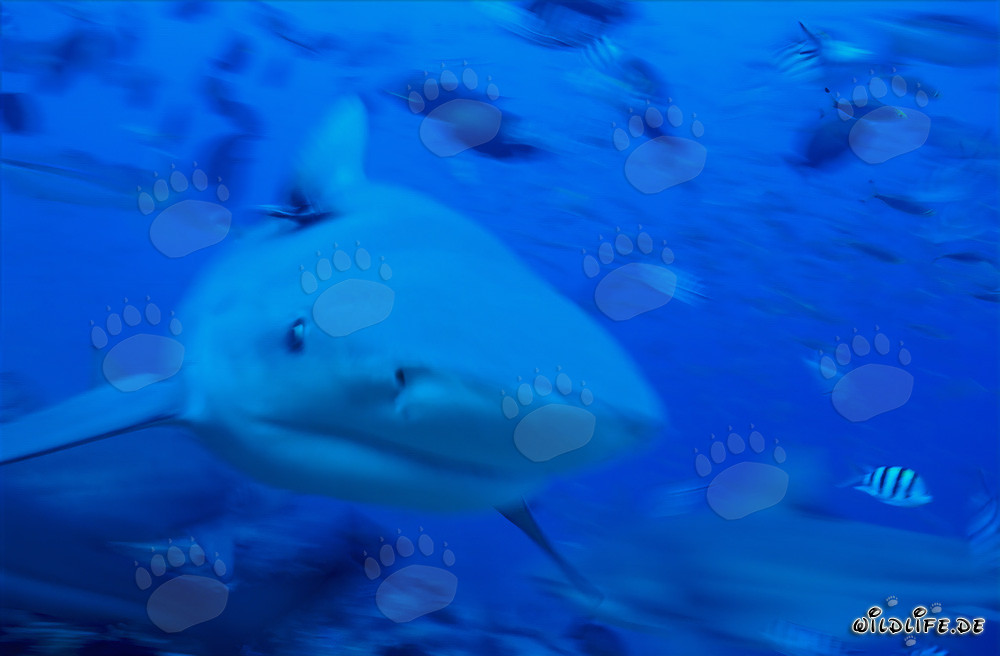 Imposanter Bullenhai schwimmt frontal auf den Betrachter zu
