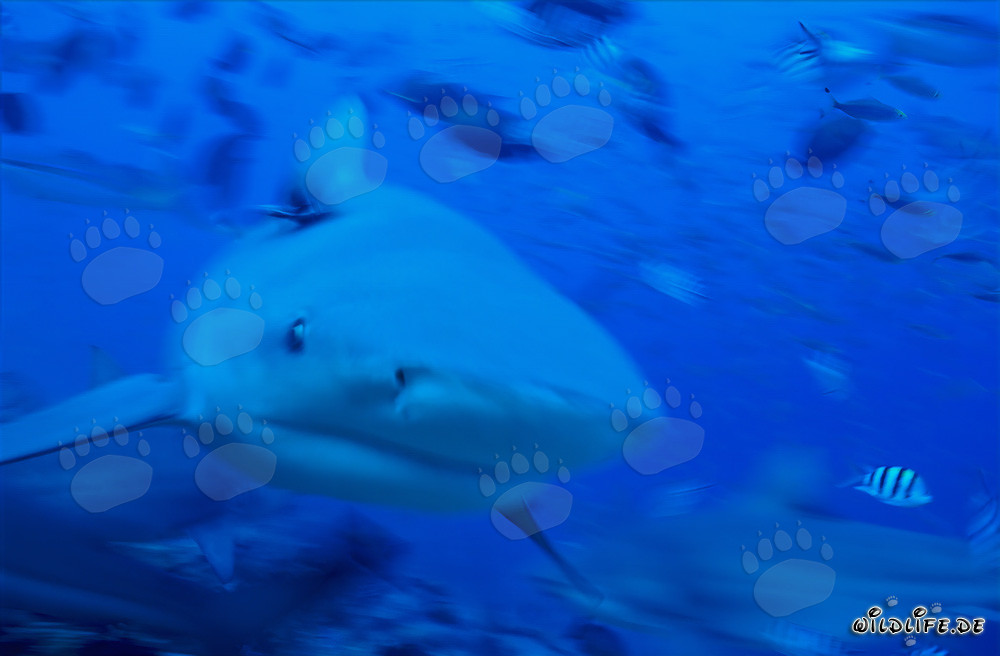 Requin bouledogue imposant nage droit vers le spectateur