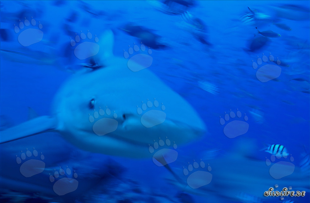 Impressionante squalo toro nuota frontalmente verso l'osservatore