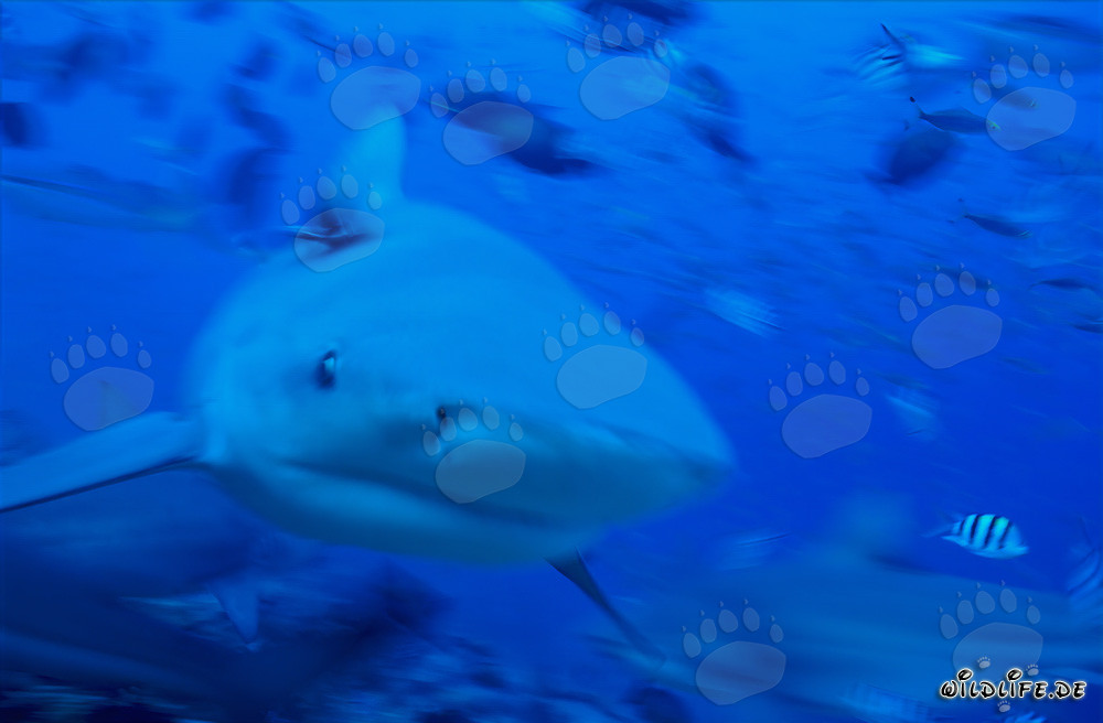 Impresionante tiburón toro nada de frente hacia el espectador