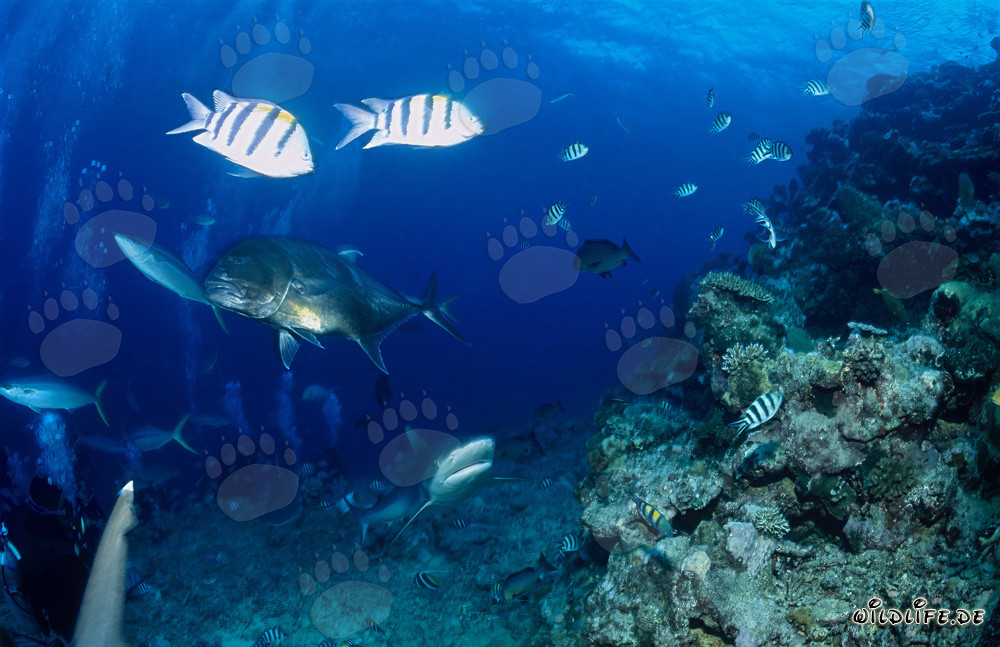 Young offspring of the notorious bull shark observing a giant trevally