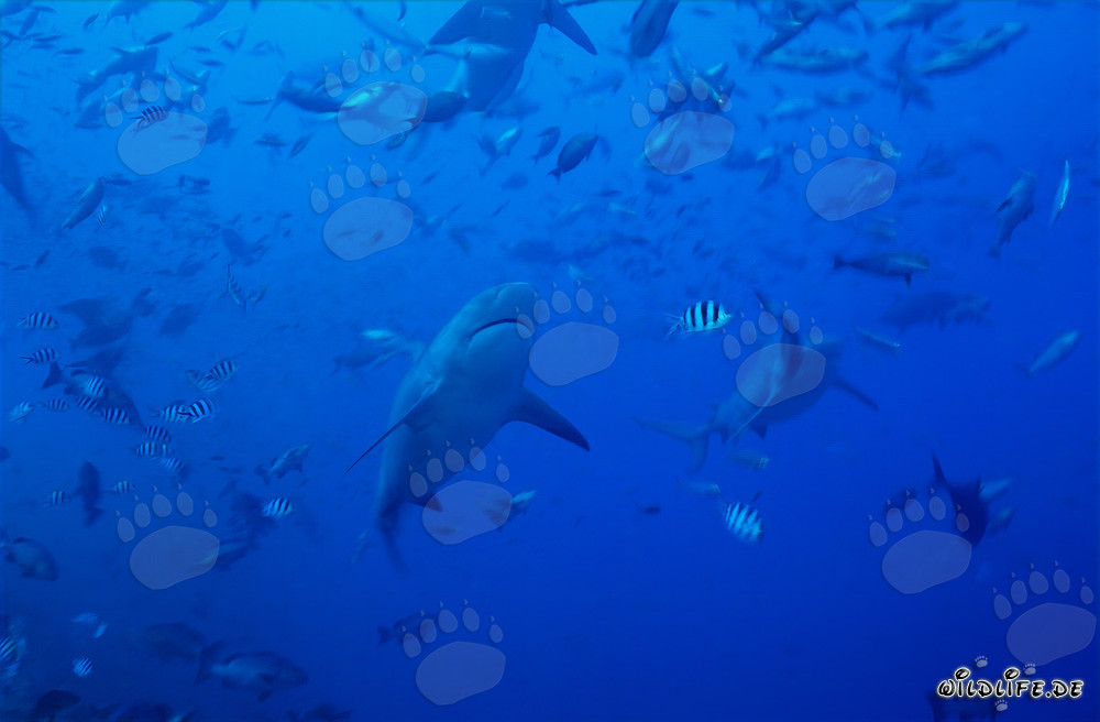 Impressive bull sharks surrounded by a variety of fishes