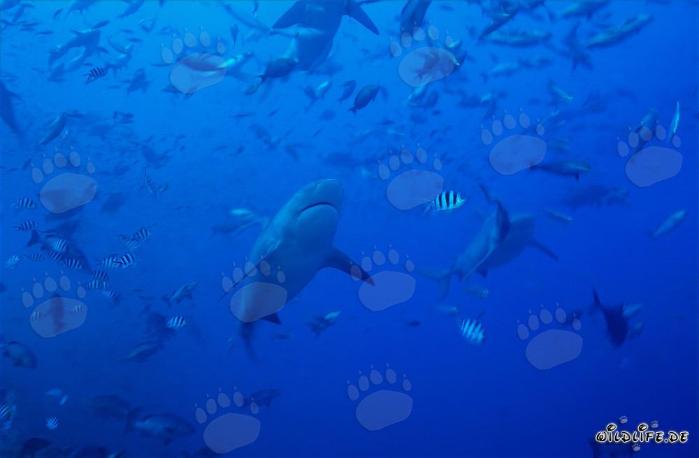 Imposante Bullenhaie umgeben von einer Vielzahl an Fischen